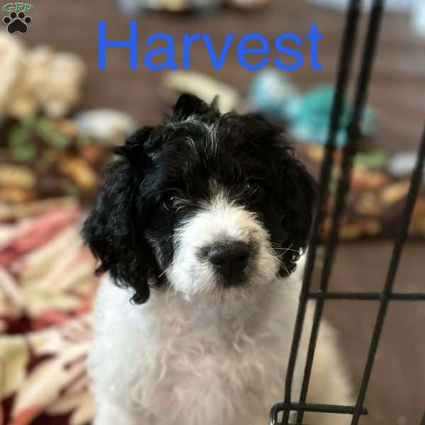 Harvest, Miniature Poodle Mix Puppy